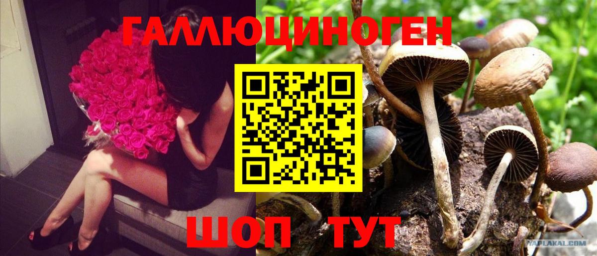 Новосибирск  Галлюциногенные грибы Psilocybine cubensis  Вход с VPN  Галлюциногенные грибы Psilocybe 